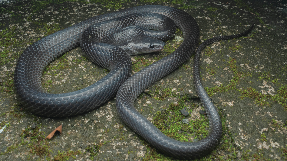 New wolf snake discovered on Great Nicobar Island, named after Steve Irwin